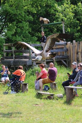 un vautour traverse l'air de spectacle
