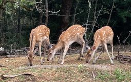 Cerfs Sika