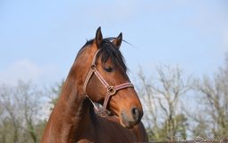 Le  Cheval Pur Sang Espagnol
