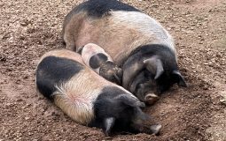 Cochons Cul Noir Limousin