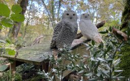 Couple de Harfang des Neiges