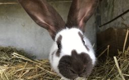 Lapin Géant Papillon Français