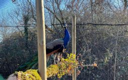 Le Paon Bleu