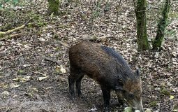 Pumba - Sanglier