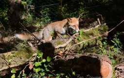 Le Renard Roux