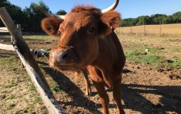 Vache Dexter